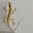 lizard-sconce-luxury-italian-lamp